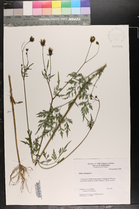 Bidens bipinnata image