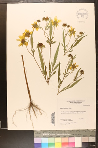 Bidens polylepis image