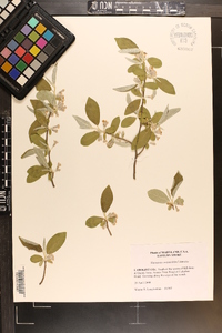 Elaeagnus angustifolia image