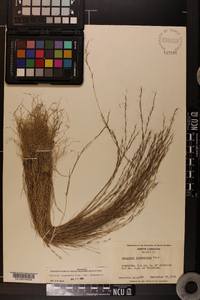 Aristida longespica image