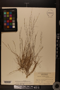 Aristida longespica image