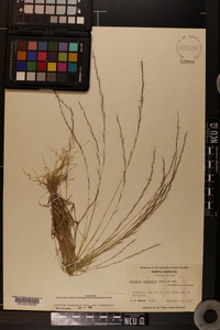 Aristida longespica image