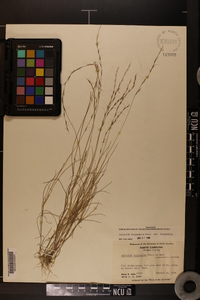 Aristida longespica image