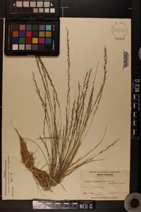 Aristida longespica image