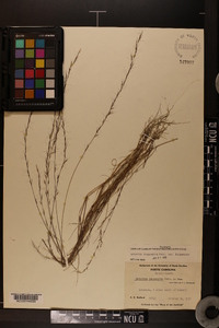 Aristida longespica image