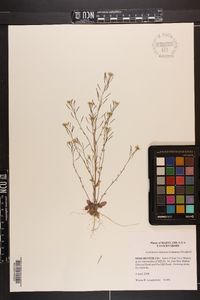 Arabidopsis thaliana image