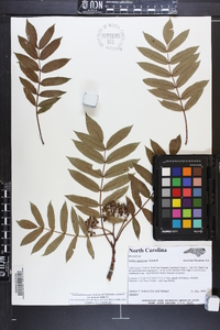 Sorbus americana image