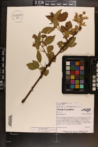 Rubus pensilvanicus image