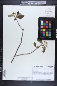 Aronia × prunifolia image