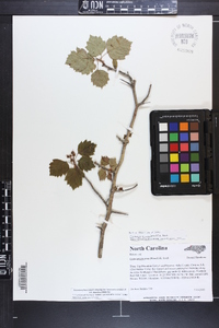 Crataegus pruinosa image