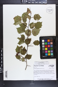 Crataegus pruinosa image
