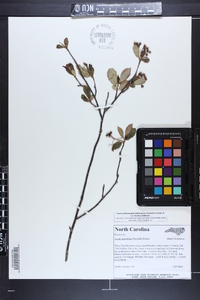 Aronia × prunifolia image