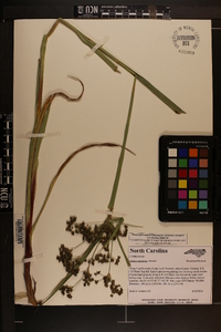 Scirpus expansus image