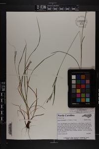 Carex aestivalis image