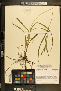 Carex scabrata image