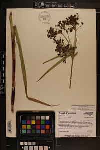 Scirpus expansus image