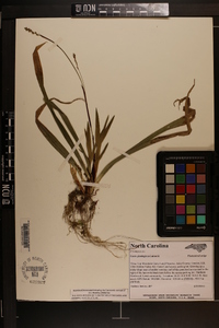 Carex plantaginea image