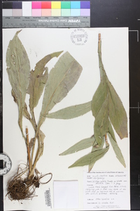 Solidago patula image