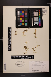 Ophioglossum crotalophoroides image