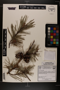 Pinus echinata image