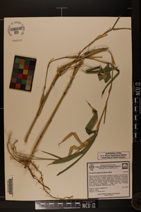 Arundinaria gigantea image