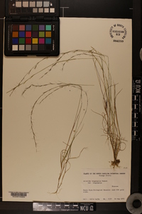 Aristida longespica image