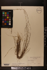 Aristida longespica image