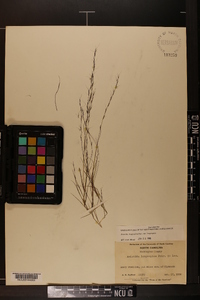 Aristida longespica image