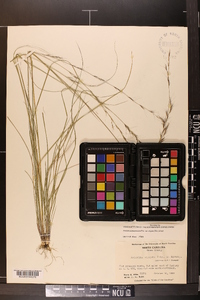 Aristida purpurascens var. virgata image