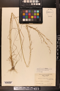 Aristida virgata image