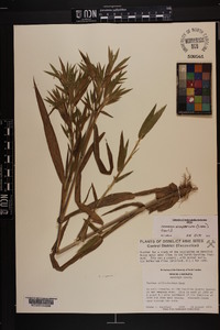 Dichanthelium scoparium image