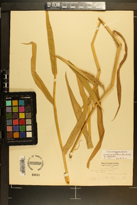 Urochloa texana image