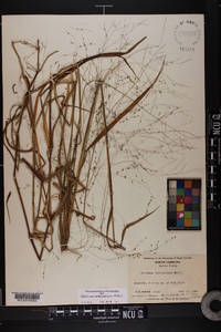 Kellochloa verrucosa image