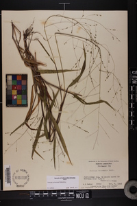 Kellochloa verrucosa image