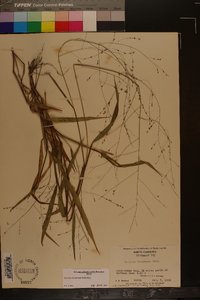 Kellochloa verrucosa image