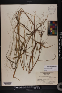 Kellochloa verrucosa image