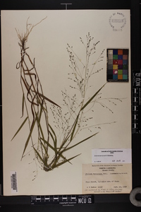 Kellochloa verrucosa image