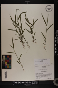 Kellochloa verrucosa image