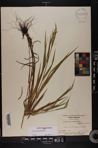 Kellochloa verrucosa image