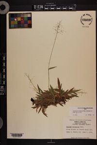 Dichanthelium strigosum var. strigosum image