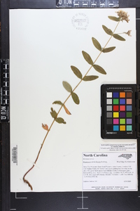 Hypericum mitchellianum image