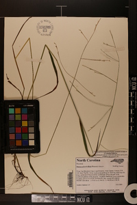 Festuca subverticillata image