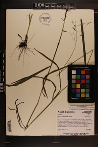 Bromus nottowayanus image