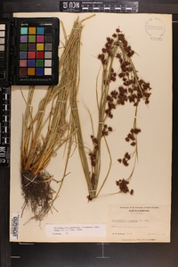 Rhynchospora glomerata image