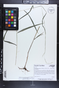 Muhlenbergia tenuiflora image