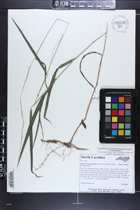 Muhlenbergia tenuiflora image