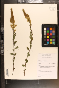 Solidago sphacelata image