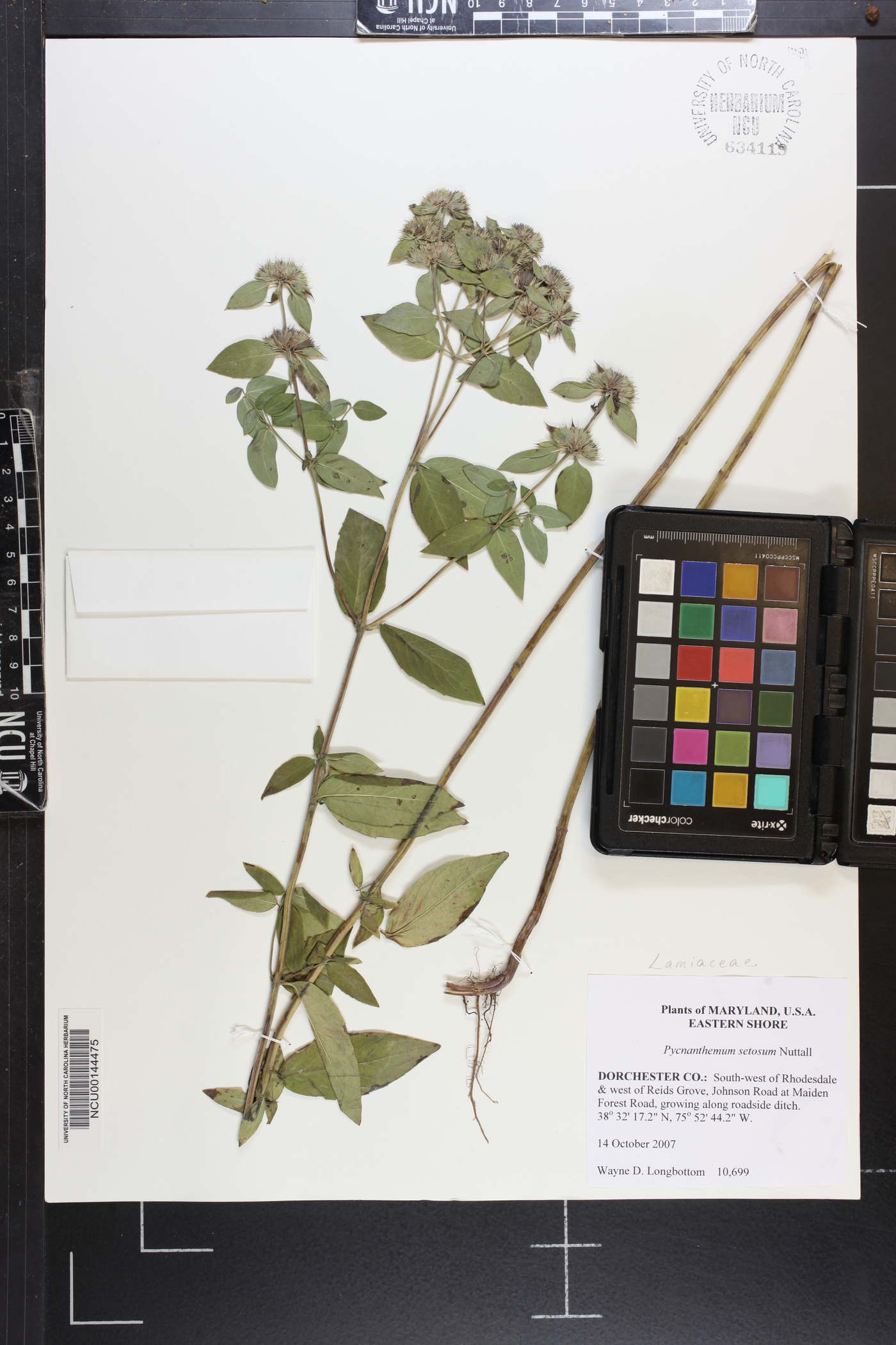 Pycnanthemum setosum image