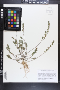 Kummerowia stipulacea image