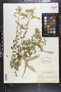 Solidago brachyphylla image